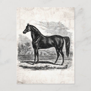 Vintage-Pferd aus dem 19. Jahrhundert - Morgan-Rei Postkarte