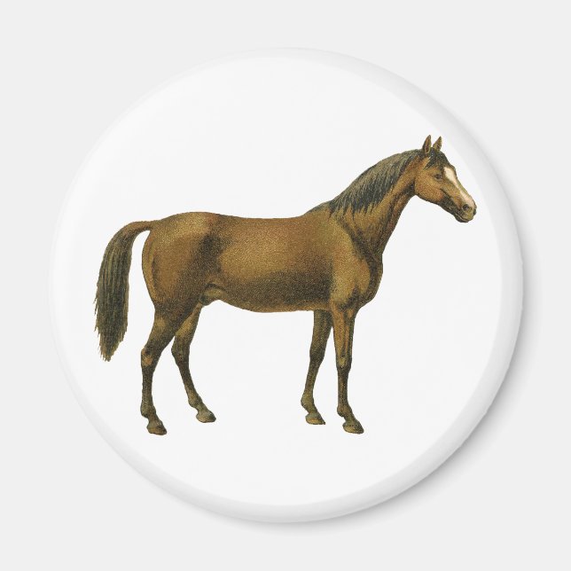 Vintage Pferd Magnet (Vorne)
