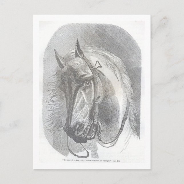 Vintage Pferd Postkarte (Vorderseite)