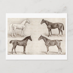 Vintage Pferde - Pferd und Pony Schablonen  Pferd Postkarte