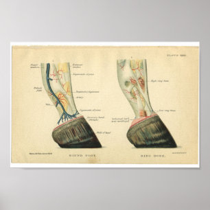 Vintage Pferdeanatomie Poster