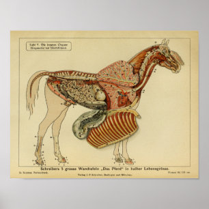 Vintage-Pferdeanatomie-Werbeplakat Poster