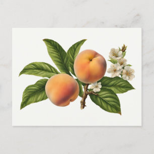 Vintage Pfirschfruchtzweig mit Blüte Postkarte