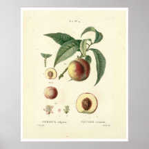 Vintage-Pfirsichbaum (Prunus persica) N.4 Poster
