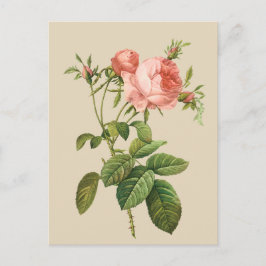 Vintage pfirsichfarbene Rose Postkarte
