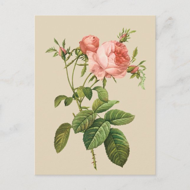 Vintage pfirsichfarbene Rose Postkarte (Vorderseite)