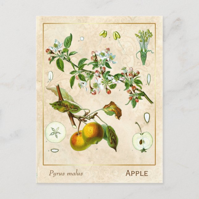 Vintage Pflanze Apple Fruit Botanical Postkarte (Vorderseite)