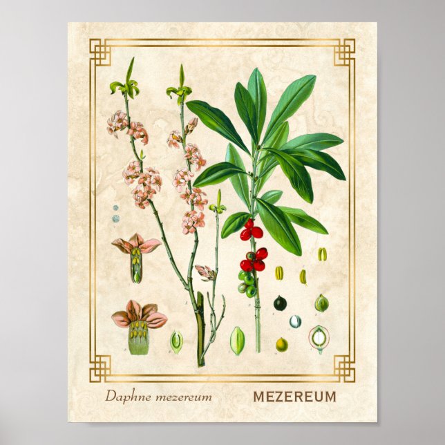 Vintage Pflanze Februar Daphne Botanical Poster (Vorne)