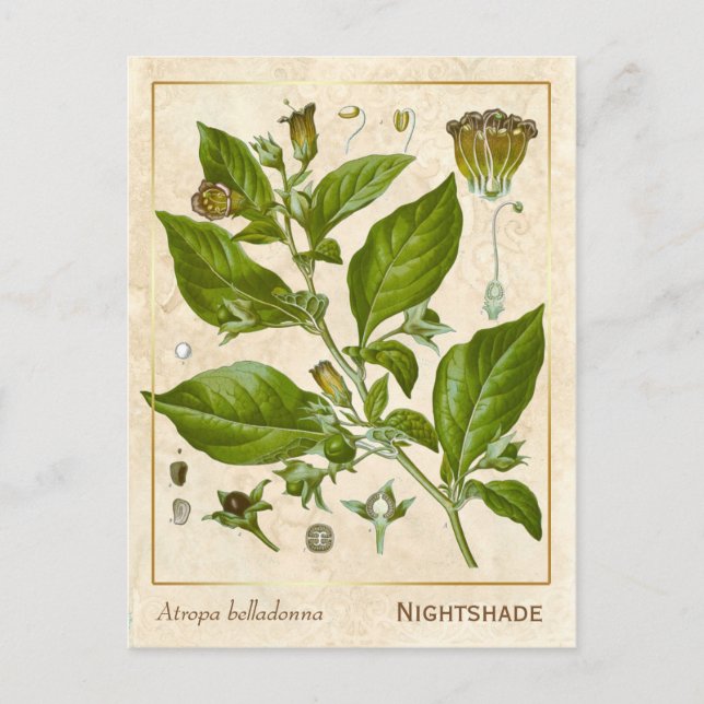 Vintage Pflanze Nachthemd Herb Botanisch Postkarte (Vorderseite)