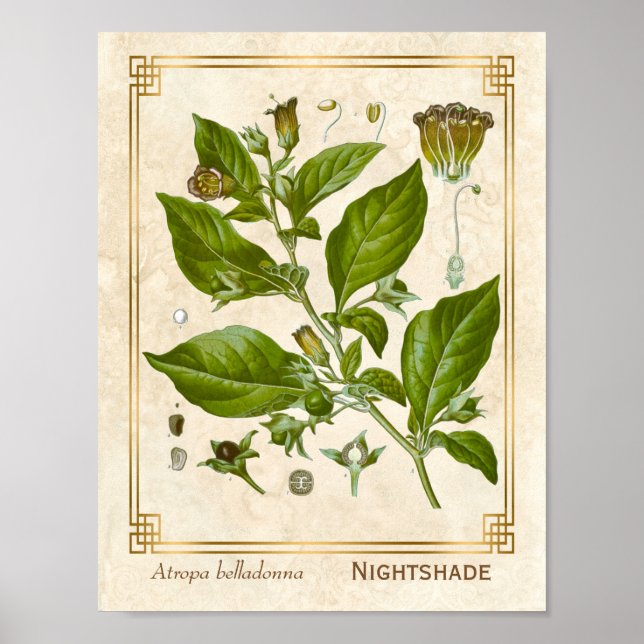 Vintage Pflanze Nightshade Belladonna Herb Poster (Vorne)