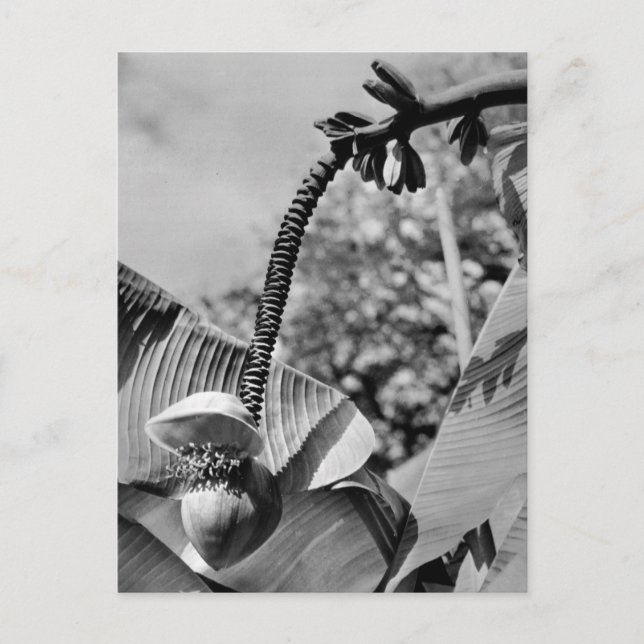 Vintage Pflanze Postkarte (Vorderseite)