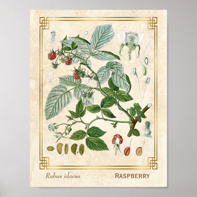 Vintage Pflanze Rote Himbeere Botanische Poster (Vorne)