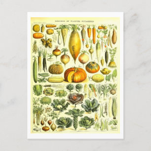 Vintage pflanzliche Botanische Illustration Postka Postkarte