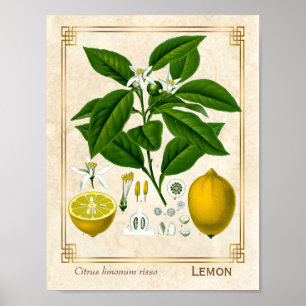 Vintage pflanzliche Pflanze Lemon Poster