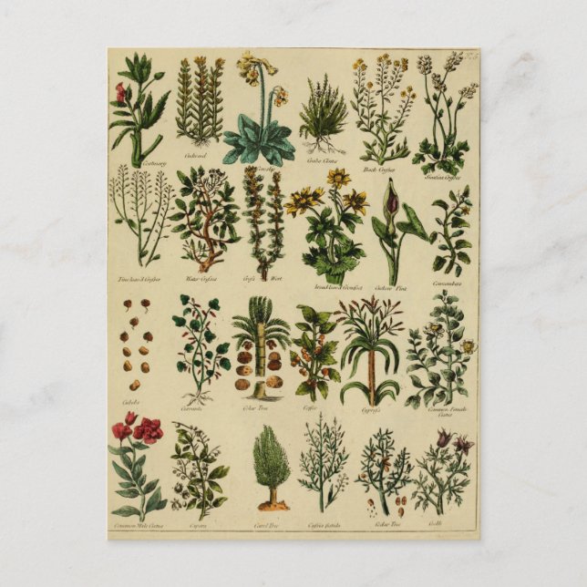 Vintage pflanzliche Postkartenserie - 5 Postkarte (Vorderseite)