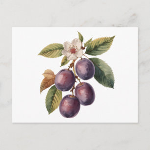 Vintage Pflaumenfruchtzweig mit Pflaumenblüte  Postkarte