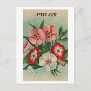 Vintage Phlox-Saatpackung Postkarte