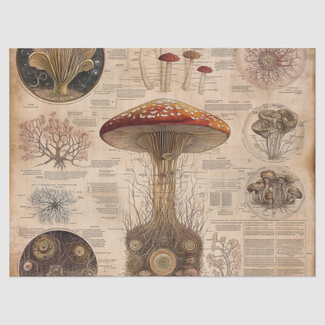 Vintage Pilz-Botanik-Chart (2) Seidenpapier (Vorderseite)