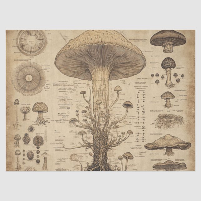 Vintage-Pilz-Botanik-Chart (5) Seidenpapier (Vorderseite)