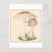 Vintage-Pilz-Botanik-Illustration Postkarte