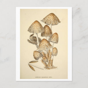Vintage-Pilz-Botanik-Illustration Postkarte