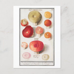 Vintage Pilz-Illustration Postkarte