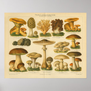 Vintage-Pilz-Pilze-Sorte-gelb-brauner Druck Poster