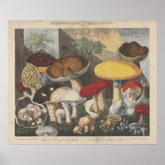 Vintage-Pilz-Wissenschaftsjournal-Kunst Poster