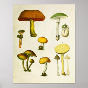 Vintage-Pilze 1839 Kunstprint Gelbgrün Poster