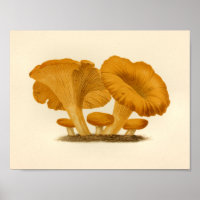 Vintage Pilze 1861 Art Print Yellow Fungus