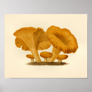 Vintage Pilze 1861 Art Print Yellow Fungus Poster