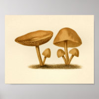 Vintage Pilze 1861 Kunstdruckgelb