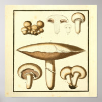Vintage Pilze aus weißem Cap Art Print