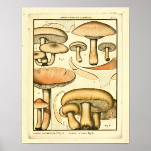 Vintage-Pilze Braun Gelb Französischer Kunstdruck Poster