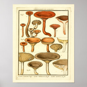 Vintage-Pilze Braun Rot Französischer Kunstdruck Poster