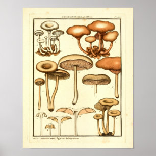 Vintage-Pilze Braun Weiße Französische Kunst Druck Poster