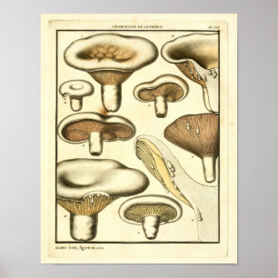 Vintage-Pilze Braun Weiße Französische Kunst Druck Poster