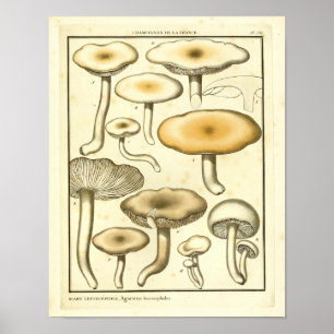 Vintage-Pilze Braun Weiße Französische Kunst Druck Poster