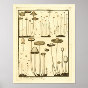 Vintage-Pilze Braun Weiße Französische Kunst Druck Poster