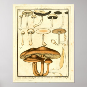 Vintage-Pilze Braun Weiße Französische Kunst Druck Poster
