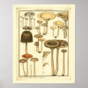 Vintage-Pilze Braun Weiße Französische Kunst Druck Poster