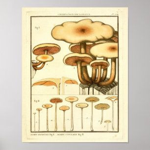 Vintage-Pilze Brauner Hut Französischer Kunstdruck Poster