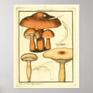 Vintage-Pilze Brauner Hut Französischer Kunstdruck Poster