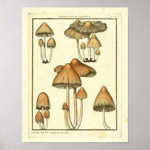 Vintage-Pilze Brauner Hut Französischer Kunstdruck Poster