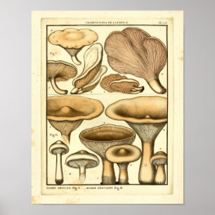 Vintage-Pilze Brauner Hut Französischer Kunstdruck Poster