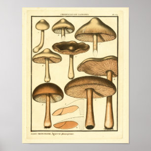 Vintage-Pilze Brauner Hut Französischer Kunstdruck Poster
