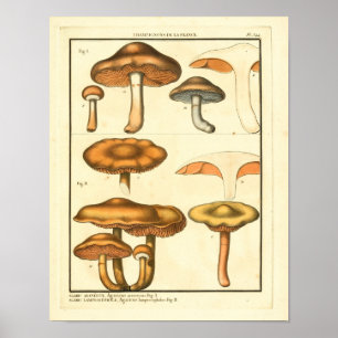 Vintage-Pilze Brauner Pilz Französischer Kunstdruc Poster