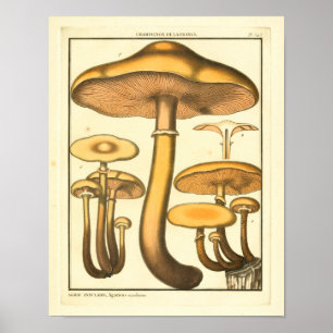 Vintage-Pilze Brauner Pilz Französischer Kunstdruc Poster