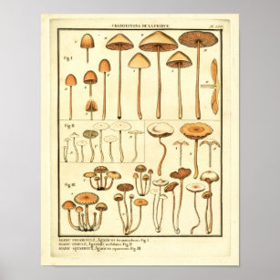Vintage Pilze Brown Cap Französische Kunst drucken Poster