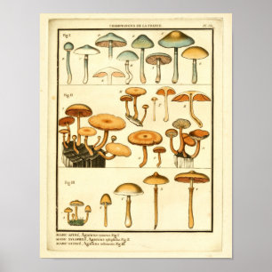 Vintage-Pilze Orange Blau Französischer Kunstdruck Poster